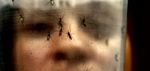 医学专家解释了Zika病毒